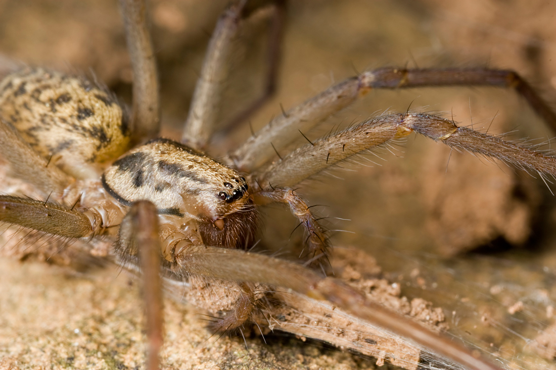 Large House Spider 1